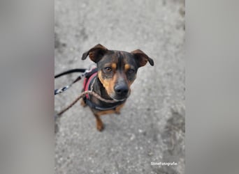 Fido SI – Ein aktiver Hund auf der Suche nach einem erfahrenen Zuhause