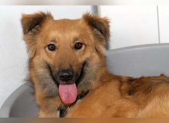 schüchterne DANI sucht geduldiges Zuhause