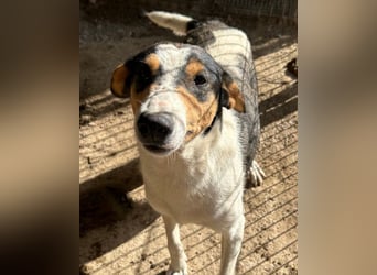 Dino ❤️ aufgeweckter, lieber Traumhund