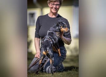 Leyla aktiver Jagdterrier Mischling Hündin sucht Zuhause für immmer