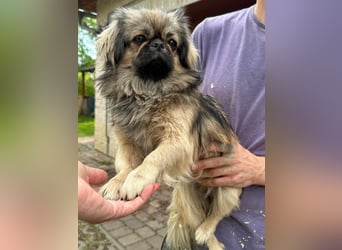 Odett, 1 Jahr, 25cm sucht ihre Leute