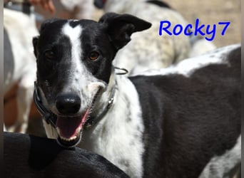 Rocky7 02/2023 (ESP) - sozialer, freundlicher und verschmuster Galgo!