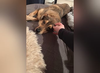 Liebevolles Zuhause für Zhuzhik gesucht