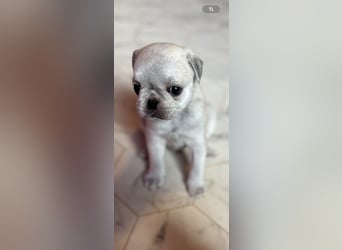 Mops Welpen ( noch 2 Rüde)