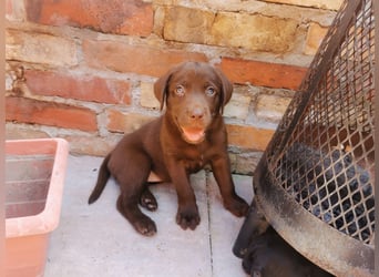 Reinrassige Labradorwelpen