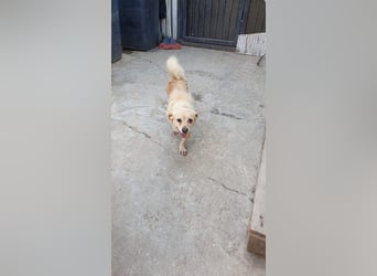 Miep - schüchterne, freundliche, ruhige Seniorin / z.Zt. noch in Rumänien