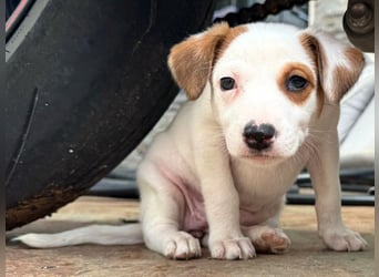 Elisabeth 02/2025 (ESP) - verschmuste, süße Podenco-Bodeguero Mix Welpin!