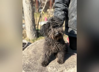 Everly sucht ihr Für-Immer-Zuhause!