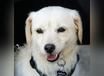 Babette, Mix Podengo / Terrier, lieb und verträglich