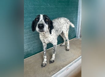 liebe Pointer Mischlings-Hündin Luna sucht ihre Menschen