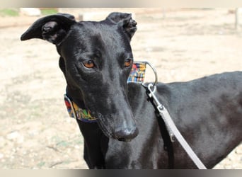 GUILIA-zarte Galga mit großer Seele sucht Geborgenheit in einem liebevollen Zuhause