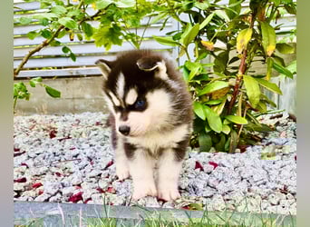 FCI Pedigree Blue Eyed Black & White Siberian Husky Champion Puppy