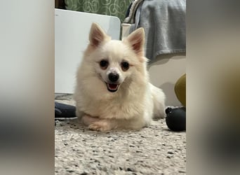 Lumi SR – kleine Hündin sucht ihr Für-immer-Zuhause