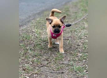 Peach - ein quirliges Welpenmädchen