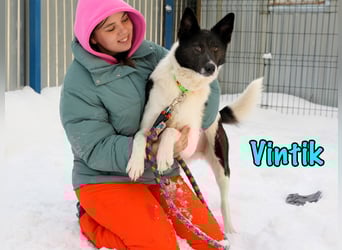 Vintik 08/2021 (RUS) - lebensfroher, intelligenter und sportlicher Rüde!