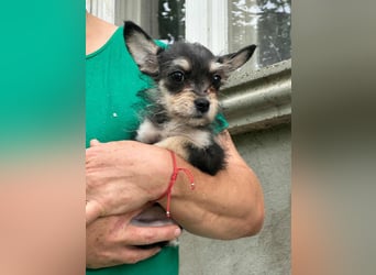 Scarlett, geboren 01.05.2025, 20cm sucht Ihr Zuhause