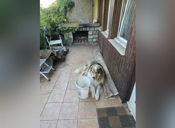 Dickie – Der sanfte Riese mit klarem Blick
