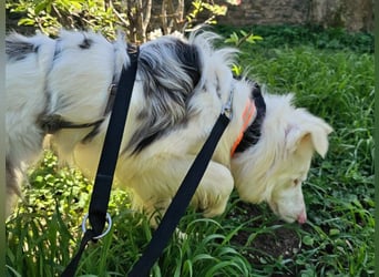 Alaska3 06/2024 (in Deutschland) - eine ganz besondere Border-Collie Hündin!