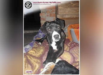 Welpenjunge Jonte sucht ein Zuhause