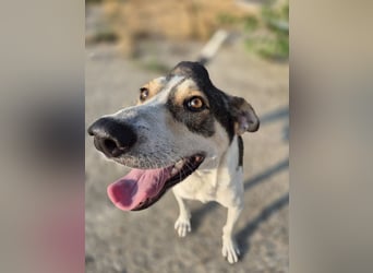 ALINA, Hündin, 3 Jahre, 50 cm, Mischling, Tierschutz