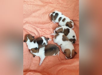 Jack Russell Welpen zu verkaufen