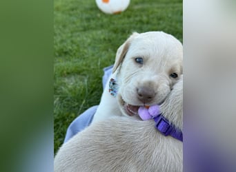 Labrador Welpen reinrassig rüde weiß NRW Düsseldorf Köln