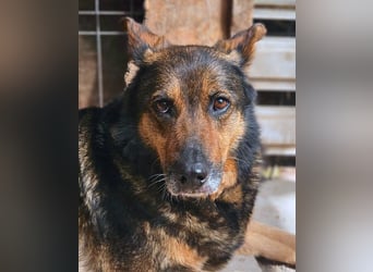 Maya - freundliche, kluge, ruhige Schäferhundmix-Seniorin / z.Zt. noch in Rumänien