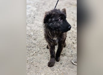 Wunderschön gestromtes Hundekind *Yanu* sucht sein Zuhause für immer