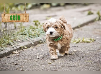 5 Wunderschöne Maltipoo-Welpen suchen ein neues, liebevolles Zuhause!