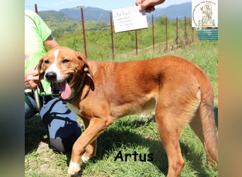 Artus - cooler, hübscher Rüde hält Ausschau nach seinen Menschen