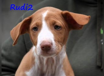 Rudi2 geb. 03/2025 (ESP) - sportlicher Podenco Ibicenco Welpe!