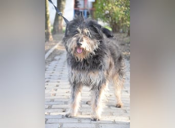 Timmy - freundlich, verschmuster Rüde der die Nähe der Menschen genießt