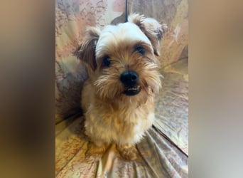 Franz - freundlicher, menschenbezogener Mini Yorkshire Terrier Mix Rüde / z.Zt. noch in Rumänien