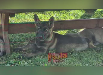 Reinrassige Schäferhund Welpen mit SV Papieren