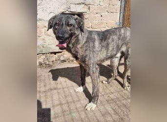 ⭐️ARI⭐️, Rüde, 1 Jahr, 55 cm, Mischling, Tierschutz