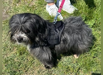 Micha: Hundekind sucht ein Zuhause