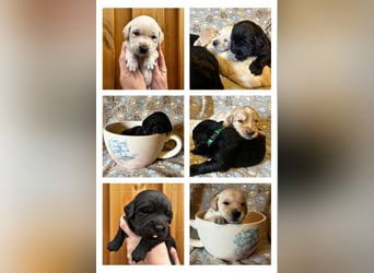 Wunderschöner Golden Retriever - Labrador Mix Welpe