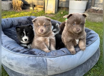 Zauberhafte Pomsky Welpen suchen ihr neues Zuhause! (ab 22.05.2025)