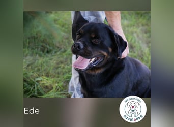 Ede: Ein Freund für alle Fälle