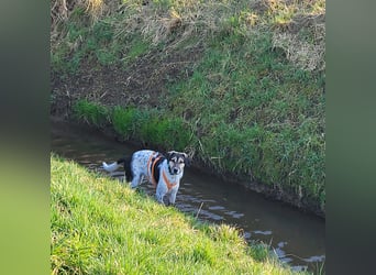 Hübsche Bella sucht ein Zuhause