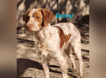 Georgi 05/2023 (ESP) - aufgeweckter und verschmuster Bretonischer Spaniel!