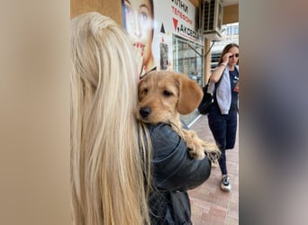 Coco - sucht noch ihr Plätzchen