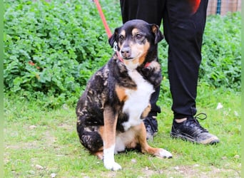 Estrelinha  - Mix Schäferhund / Labrador, lieb und verträglich