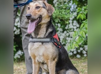 Dalma-SI, wunderschöne Rennmaus sucht Sportler!