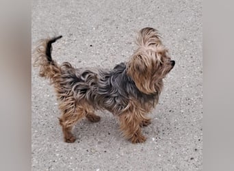 ROCKY-SCHEIDUNGSHUND