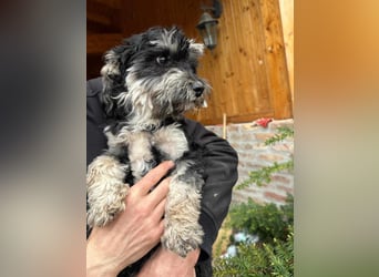 Blacky, geboren 25.05.2024, 24cm sucht sein Glück