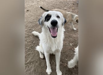 Popcorn, geb. ca. 09/2023, lebt in GRIECHENLAND, auf einem Gelände, auf dem die Hunde notdürftig ver