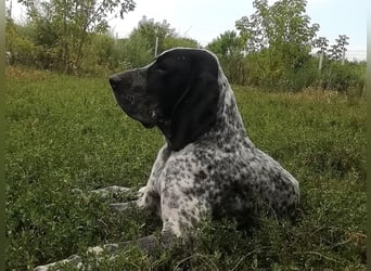 Braque d'Auvergne (Auvergne Vorstehhund) Welpe