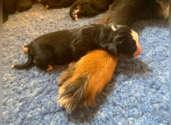 Wunderschöne Swissydog-Welpen mit Papieren - THERAPIEBEGLEITHUNDGEEIGNET