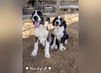 Rocky , Rania und Rina suchen  ab Anfang August ein Zuhause